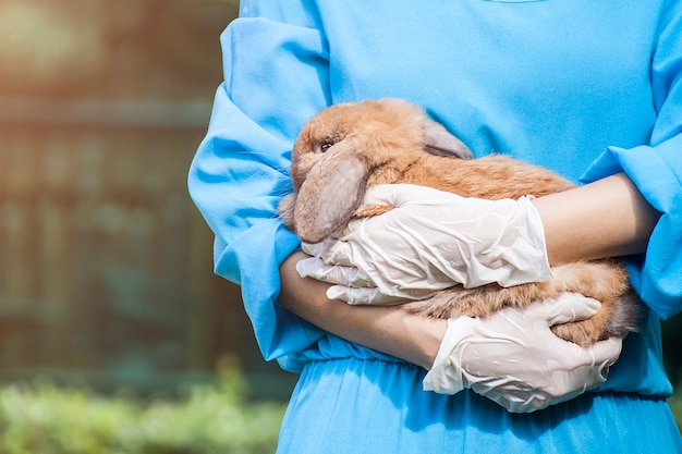 veterinario sosteniendo conejo