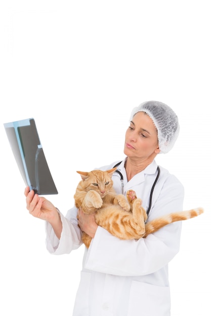 Veterinario sosteniendo gato y mirando a la radiografía