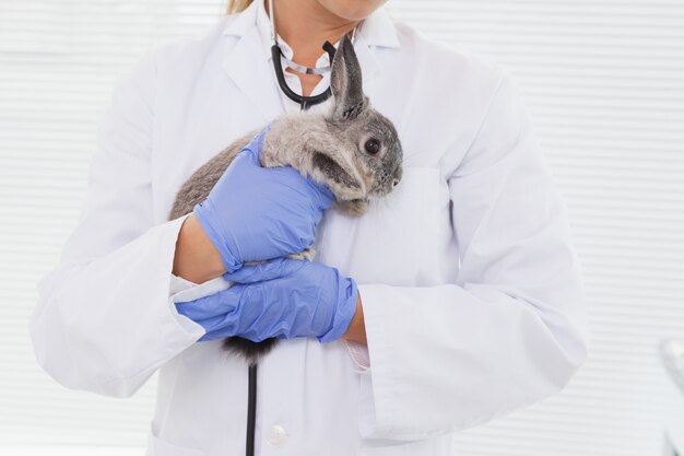 Veterinario sosteniendo un pequeño conejo