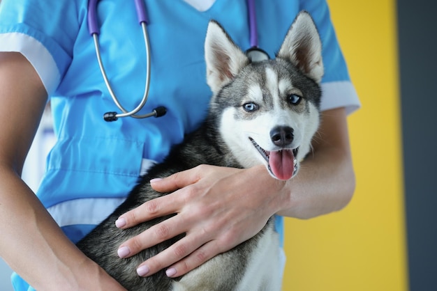 El veterinario sostiene un cachorro husky, el perro está cerrado