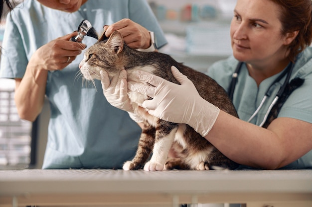 Veterinario sostiene gato atigrado mientras joven pasante revisa sus oídos en la mesa en la clínica