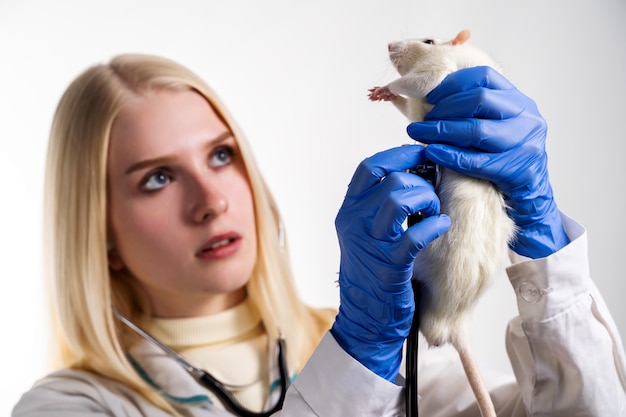 El veterinario sostiene una rata con guantes protectores y, con un estetoscopio, escucha los latidos de su corazón.