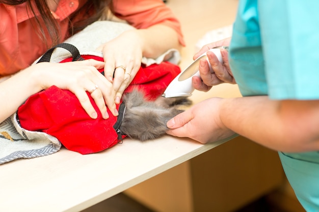 Veterinario toma análisis de sangre de gato en clínica veterinaria