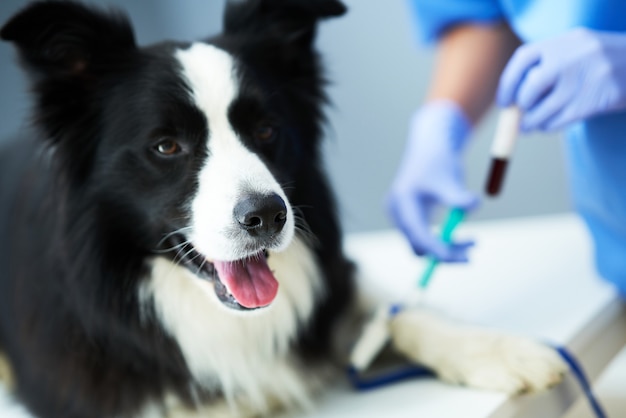 Foto veterinario tomando una muestra de sangre y examinando a un perro en la clínica