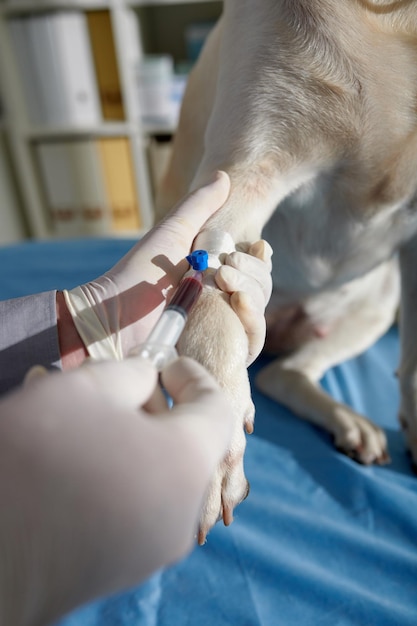 Foto veterinario tomando muestra de sangre