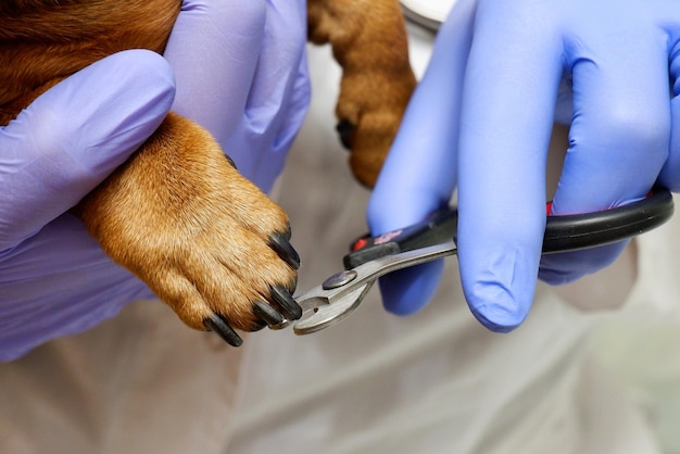 El veterinario trata las garras del perro de cerca