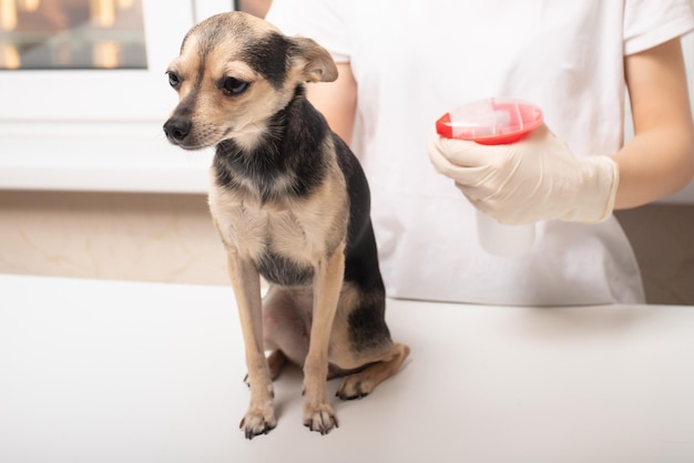 Veterinário trata um cão de carrapatos em uma clínica com um spray especial