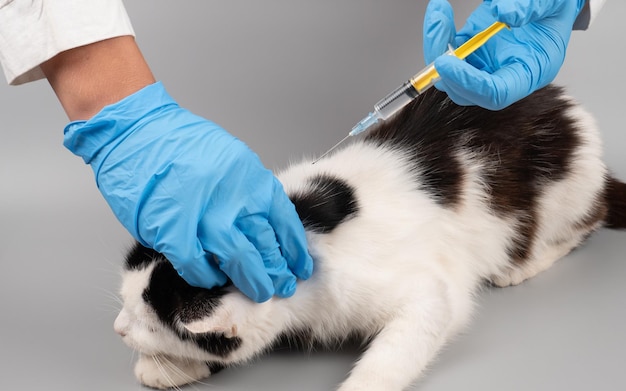 Foto veterinário trata um gatinho doente fazendo uma injeção com um conceito de seringa para tratamento de animais de estimação