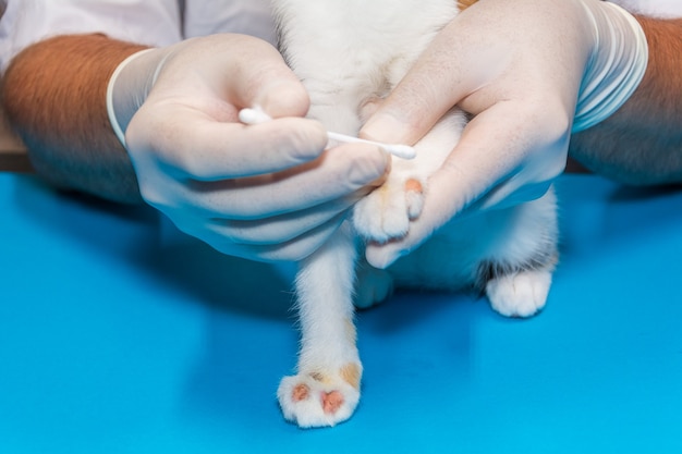 Foto veterinário trata um gatinho para micose. médico aplica pomada nas feridas