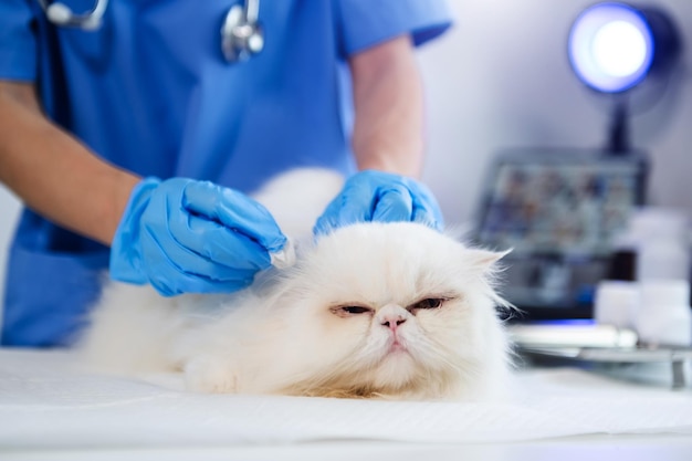 Veterinario para el tratamiento de gatos enfermos Mantener la salud animal Concepto hospital de animales