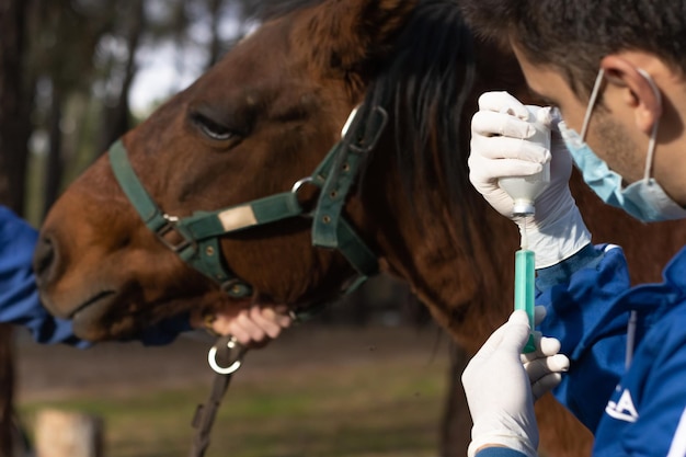 Veterinário uniformizado preparando uma vacina em uma fazenda para vacinar animal, fundo de cabeça de cavalo horizontal