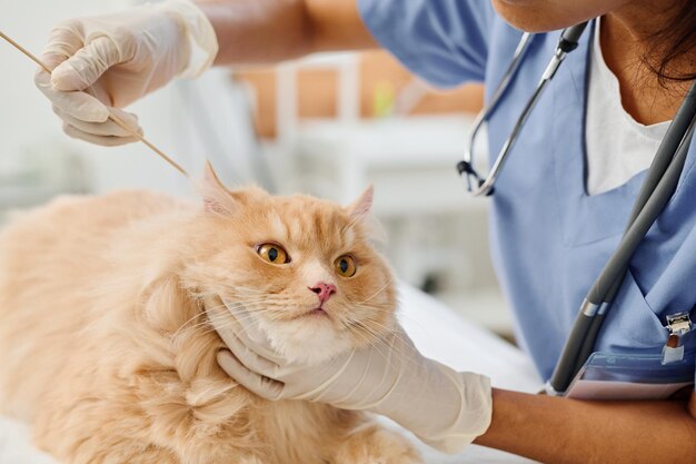 Veterinario usando bastoncillos de algodón para las orejas de los gatos