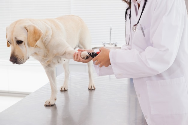 Veterinario usando cortaúñas en un labrador