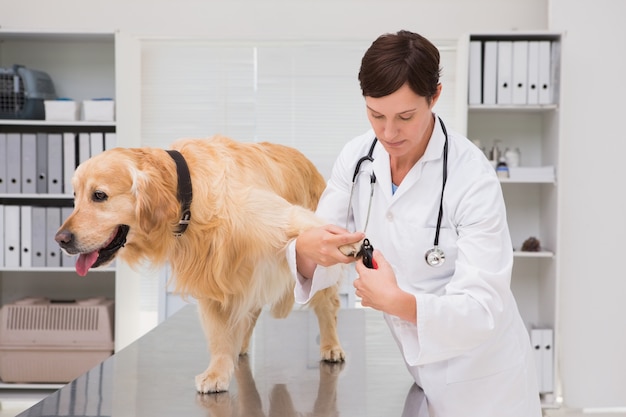 Veterinario usando cortaúñas en un labrador