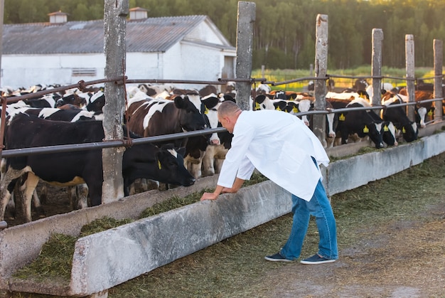 Foto veterinario de vaca macho en la granja.