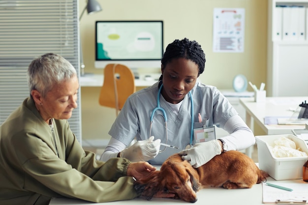 Veterinário Vacinando Cão na Clínica Veterinária