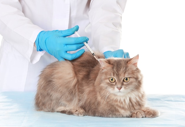 Veterinário vacinando gato em superfície branca
