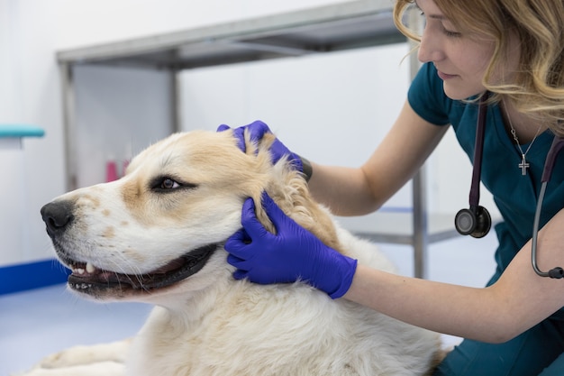 Veterinário verifica a orelha do cão, fazendo o procedimento de inspeção da aurícula