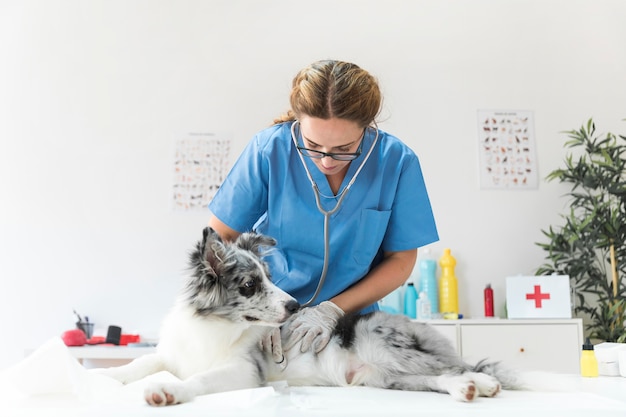 Foto veterinário, verificando o cão com estetoscópio na mesa na clínica veterinária