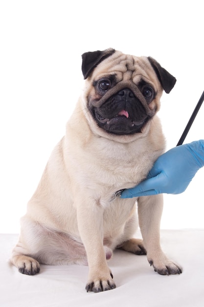 Veterinário verificando o cão pug com estetoscópio isolado no fundo branco