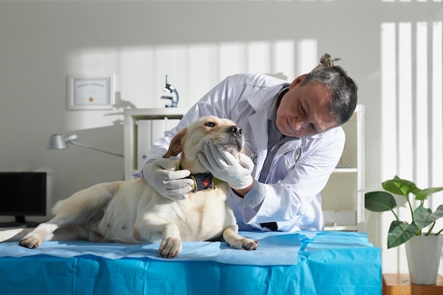 Veterinário verificando os dentes do cão labrador