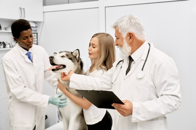 Los veterinarios y el dueño del perro malamute acariciando.