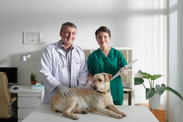 Veterinários examinando cachorro labrador