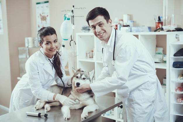 Veterinarios felices examinando el corazón de Husky.