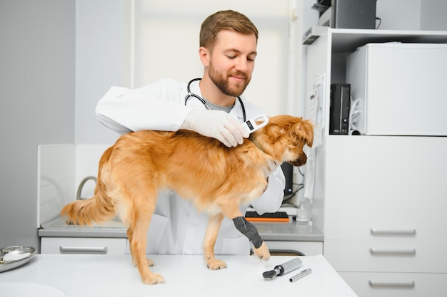 Veterinarios felices que examinan al perro en clínica