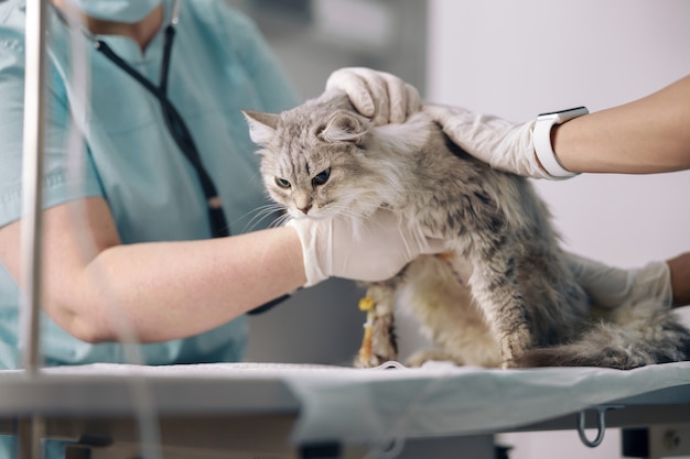 Veterinarios con guantes de látex cuidan de un gato enfermo con infusión intravenosa en la clínica