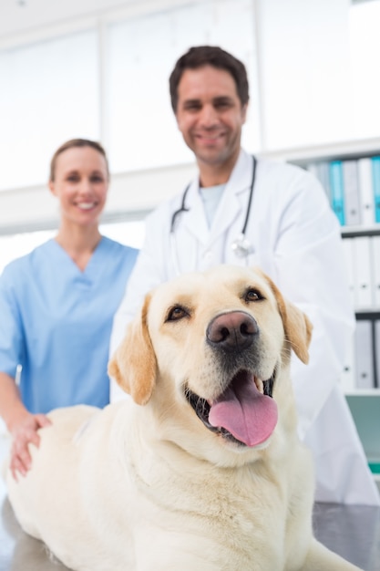 Veterinarios con perro en clinica.