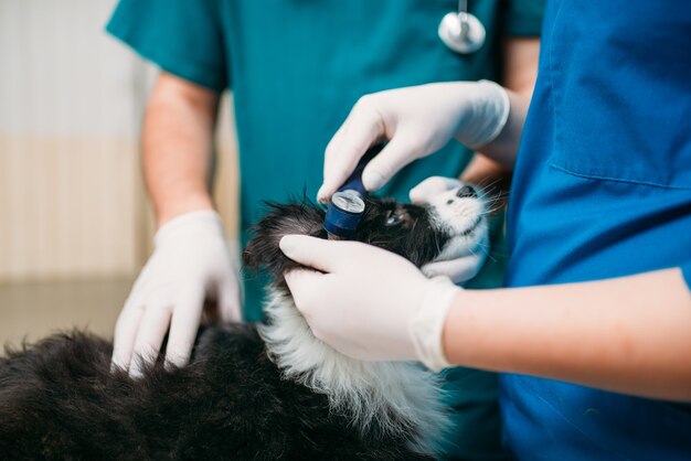 Veterinários profissionais examinando orelhas de cães