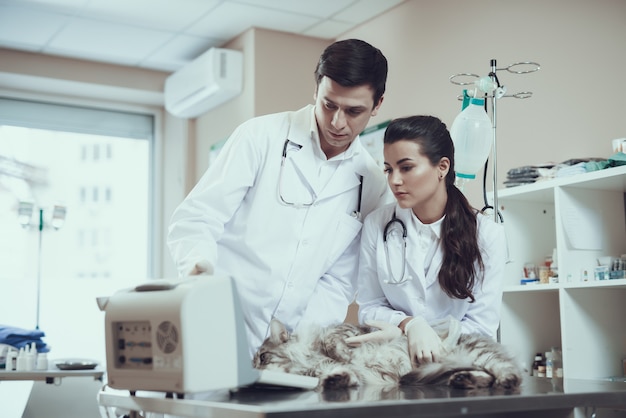 Veterinarios que examinan la ecografía del gato enfermo.