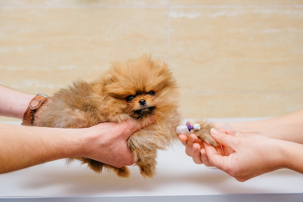 Veterinários que fazem injeção com medicamento através de cateter para animal de estimação doente