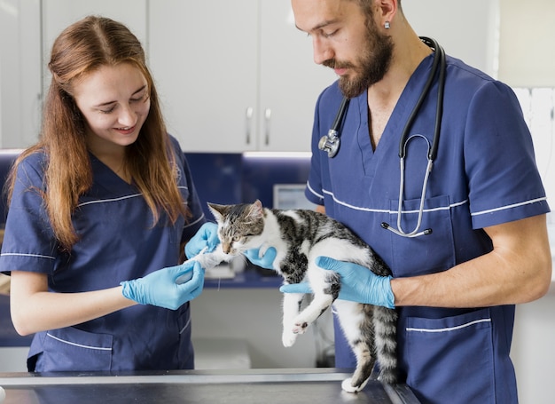 Veterinários tiro médio, bandagem, perna gato