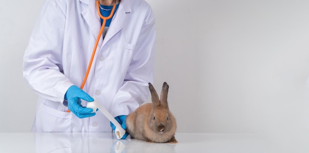 Foto veterinarios usando un vendaje envuelva la pata rota del conejo esponjoso para soldar la pata