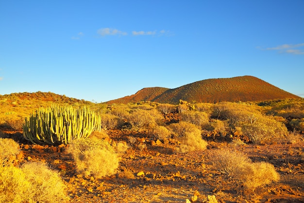 Vew der Wüste mit Kakteen bei Sonnenuntergang auf Teneriffa, Kanarische Inseln.