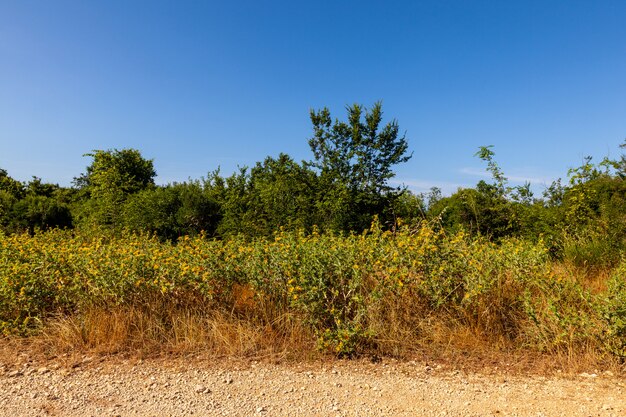 Vew do campo istrian