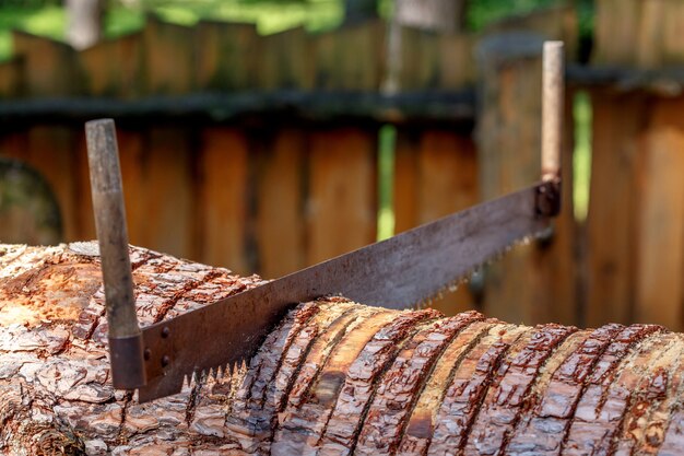 Vi arañazos en el tronco de madera