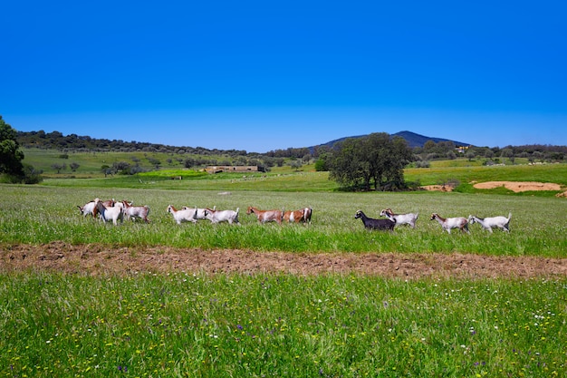 Via de la Plata, na Extremadura