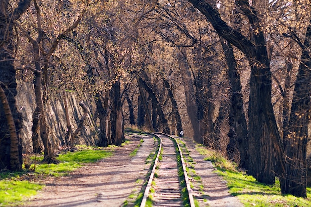 Vía férrea en el bosque