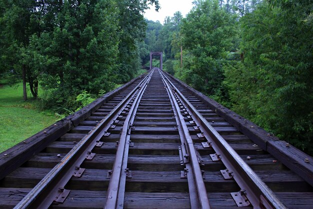 La vía del ferrocarril en medio de los árboles del bosque