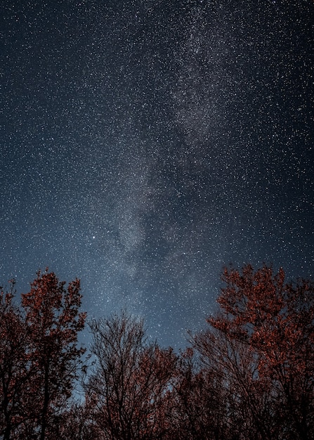 Foto vía láctea en el cielo estrellado sobre las copas de los árboles