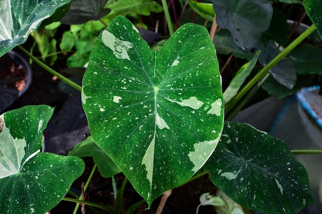 Foto la vía láctea de colocasia está creciendo y tiene un patrón hermoso