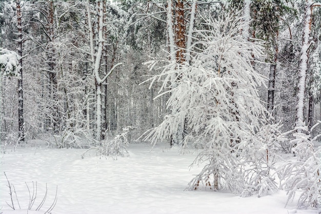 Foto viagem à floresta nevada. caminhe na floresta