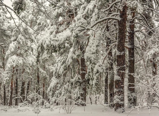 Viagem à floresta nevada. Caminhe na floresta