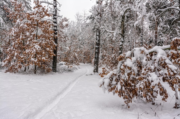 Viagem à floresta nevada. Caminhe na floresta