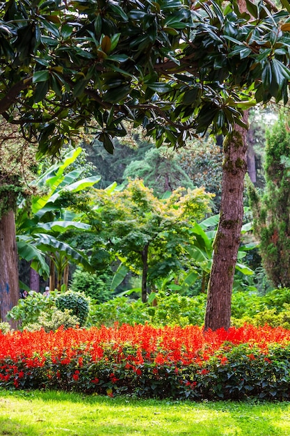 viagem à Geórgia canteiro de flores vermelho iluminado pelo sol na avenida verde na cidade de Batumi em um dia de outono ensolarado