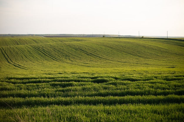 Viagem de paisagem agronômica de verão