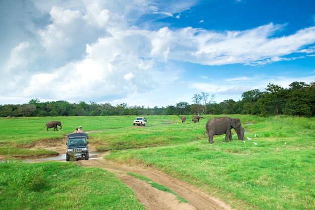 Viagem de safári em minneriya, sri lanka